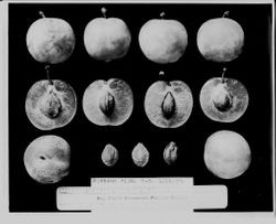 Burbank plums "0-5"--three rows with whole plums, halved plums and plum pits, September 26, 1930