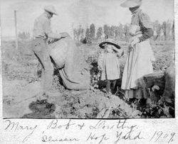 Mary (Allen) Harmon and Robert Harmon, and their daughter Dorothy at the Slusser Hop Yard near Forestville, California