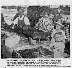 Mrs. Miriam Hotle Burdo checking weight of berries picked by Jewel Brumley and Wilma Brumley on the Hotle berry farm; Farm Manager Levi Brooner looks on