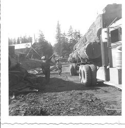 Brown Lumber Company near Fort Ross, about 1951