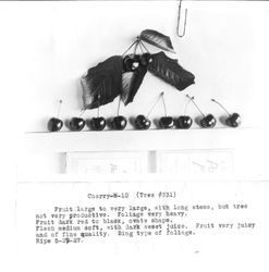 Identification of Luther Burbank cherry hybrid from the Gold Ridge Experiment Farm--row of nine cherries under a cluster of two cherries and leaves, May 29, 1927