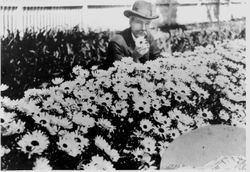 Luther Burbank in a field of Shasta daisies, about 1900