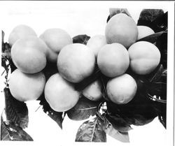 Plums W-1 "Giant America"on a branch, July 1929."