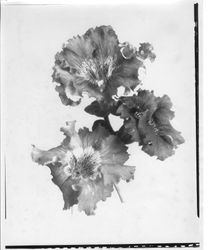 Three petunia blossoms identified as "Giant of California," circa 1930