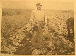 Harry Otani stands in the lettuce field on his Liberty Road farm, about 1939