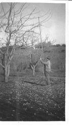 Morris Whitham pruning apple trees at the Whitham's Windsor Ranch, 1920s