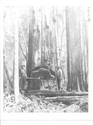 Falling on the Gualala River (Sonoma County) California, Steve Tisconi and Bill Brain, 1900