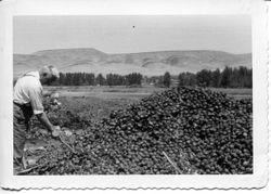 Oscar Hallberg inspects the excess apple crop dumped by farmers of Yakima, Washington about 1950