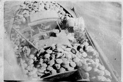 Boat loaded with abalone harvested in Bodega Bay area at Bodega Bay, California, about 1910