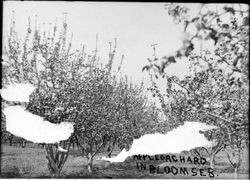 Apple orchard in bloom, Seb
