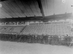 Gravenstein Apple Show display of J