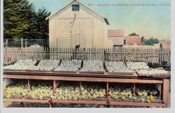 Brooder on Anna Cherney's chicken egg ranch in Petaluma, California