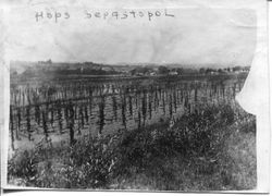 Growing hops in Sebastopol--possibly a Hallberg hopyard