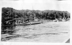 Fishing boats at a harbor in Bodega Bay, California, about 1910