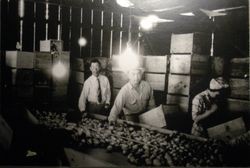 Joe Furusho and two unidentified workers filling apple boxes at the Furusho Packinghouse, 1930s or 1940s