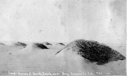 Sand dunes at North Beach near "Bay" Sonoma Co. Cal