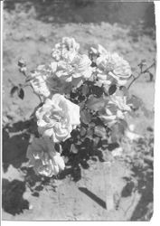 Rose bush, about 1931