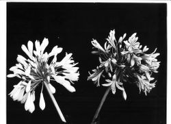 Two agapanthus blossoms, white and blue, June 1928