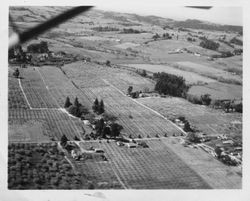 Aerial photo of the Hallberg Graton home on Oak Grove Avenue in the center of the photo with trees and surrounded by apple orchards, 1950