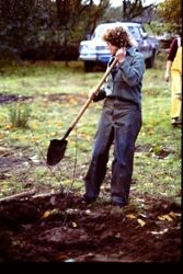 Planting plum trees at The Luther Burbank Gold Ridge Experiment Farm Cottage, during restoration, 1983