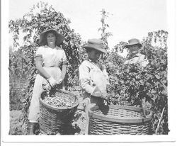 Members of the J. F. Triggs family--Ruth Triggs, Arthur and Glen (Dutch)--picking hops
