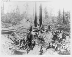 Logging at Sturgeon's Mill in Occidental