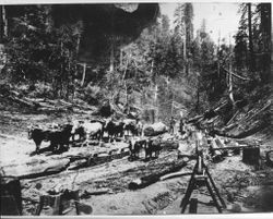 Bull team at Charles E. Fuller's logging operation, Occidental, 1910