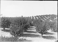 Apple orchard, probably late spring as no fruit is visible, about 1915