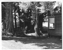 Taylor house in the redwood trees on the Taylor property on Taylor Lane west of Sebastopol in 1942