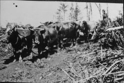 Wade Sturgeon's Bull team working at Sturgeon's Mill, 1913