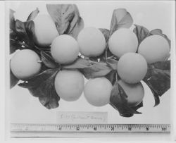 Plums L-33 on a branch