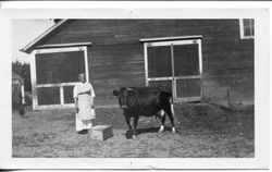 Louisa Neta (Pearson) Hallberg and her pet cow 1927 on the Hallberg farm on Oak Grove Avenue, Graton