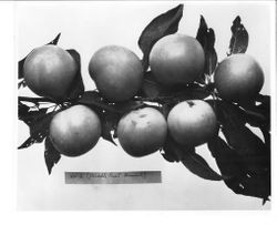 Plums "V V-2" on a branch