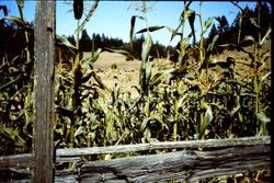 Cornstalks and pastureland on Green Valley Ranch at 13024 Green Valley Road, Sebastopol, California