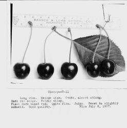 Identification of Luther Burbank cherry hybrid from the Gold Ridge Experiment Farm--cherries (U-11) and leaves, ripe July 8, 1927