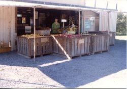 Marcia Hallberg with boxes of apples at the entrance to the Hallberg Apple Farm roadside stand, 1982