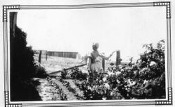 Mrs. Harriet Adelia Sebring Allen at about 87 years old at Bodega Bay, 1931