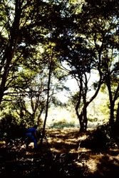 Volunteers cleaning up the Gold Ridge Farm