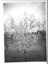 Various fruit trees in bloom at Burbank Gold Ridge Experiment Farm