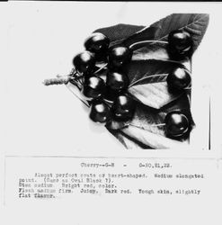 Identification of Luther Burbank cherry hybrid from the Gold Ridge Experiment Farm--cherries (G-H--G-20, 21, 22) and leaves