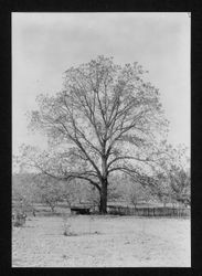 Royal Black Walnut in Sebastopol, California, May 20, 1930