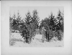 Burbank's Gold Ridge Experiment Farm in Sebastopol with berry bushes in foreground, fence and trees in background