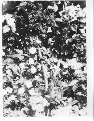 Rambler rose bush at Burbank Experiment Farm, about 1931