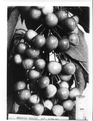 Identification of Luther Burbank cherry hybrid from the Gold Ridge Experiment Farm--large cluster of "South Giant" cherries with leaves, dated May 27, 1931; and part of a long branch so loaded that the tip, normally upright, nearly touched the ground, May 28, 1931