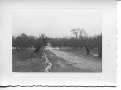 1951 floodwaters cover an orchard near the Laguna de Santa Rosa in the Sebastopol area