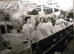 Interior of unidentified apple packinghouse, about 1900