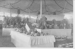 1914 Gravenstein Apple Show display of tables with displays of apples