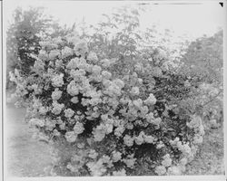 Roses, large bush--Sebastopol Rose, about 1930