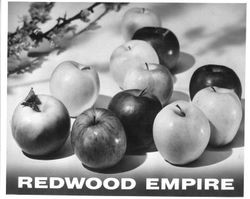 O. A. Hallberg & Sons Cannery apple products--Redwood Empire brand, showing various types of apples grown by Hallberg, 1950s