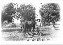 Grandpa Perry harrowing with a homemade harrow at the Perry Ranch orchard in Sebastopol, about 1910